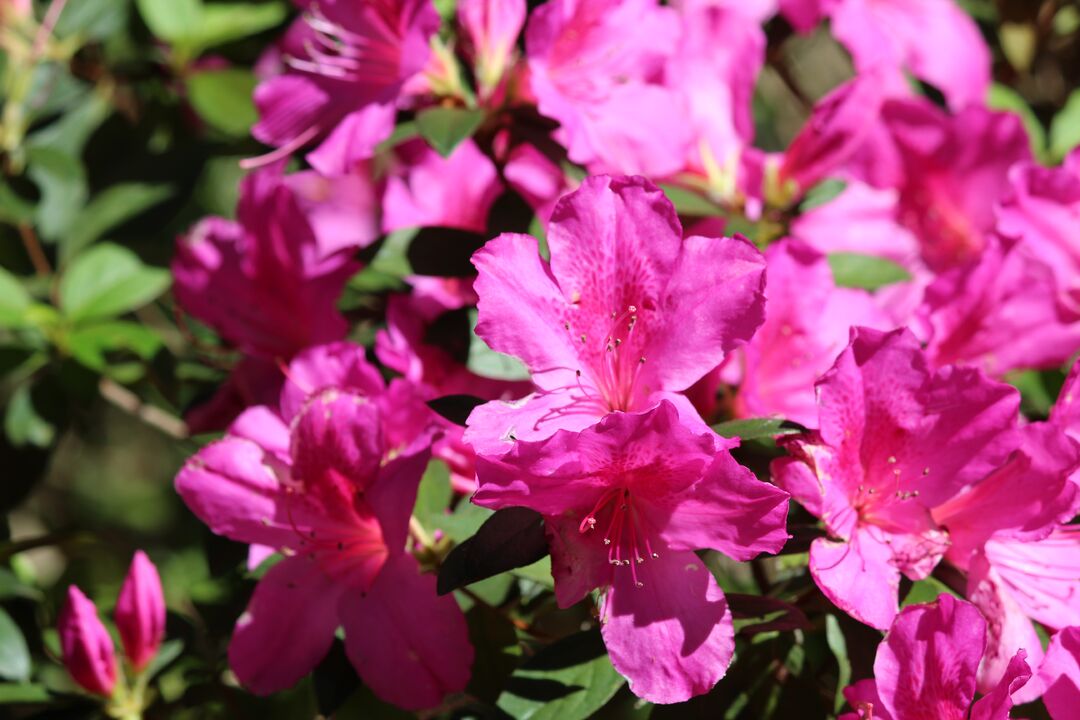 Chinsegut Azaleas