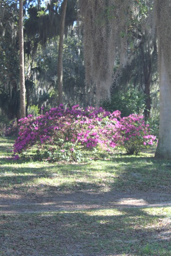 Chinsegut Azaleas