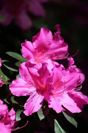 Chinsegut Azaleas