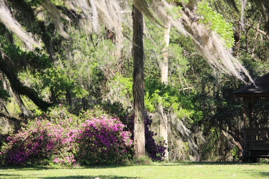 Chinsegut Azaleas