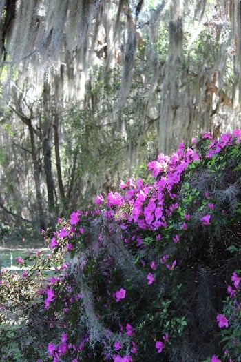 Chinsegut Azaleas