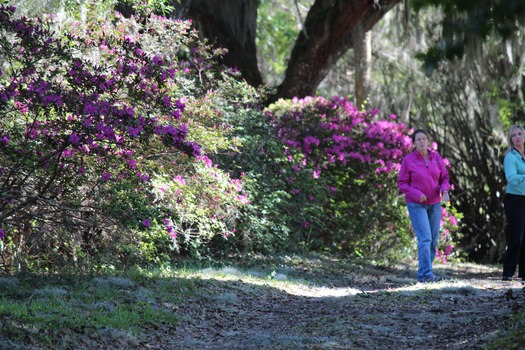 Chinsegut Azaleas