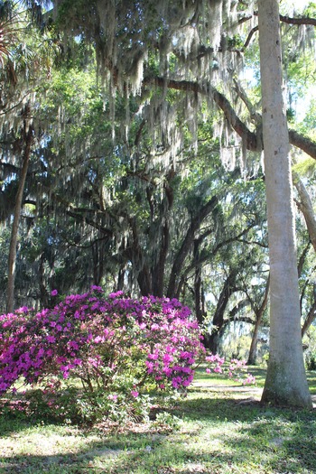 Chinsegut Azaleas