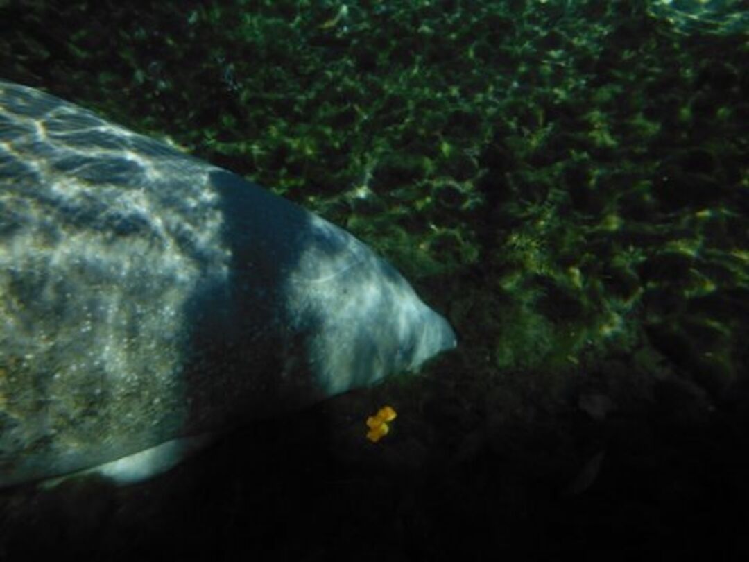 weeki wachee Manatee