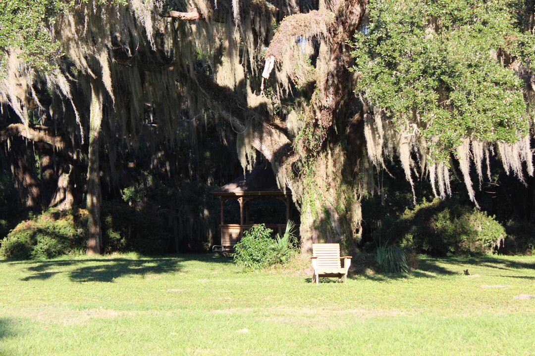 Chinsegut Trees