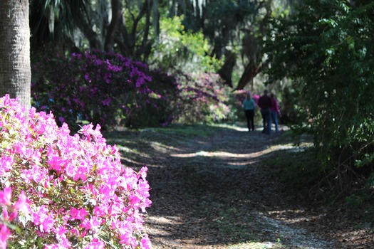 Chinsegut Azaleas