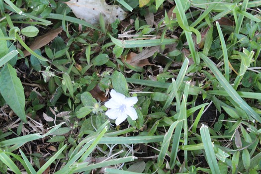 white flower