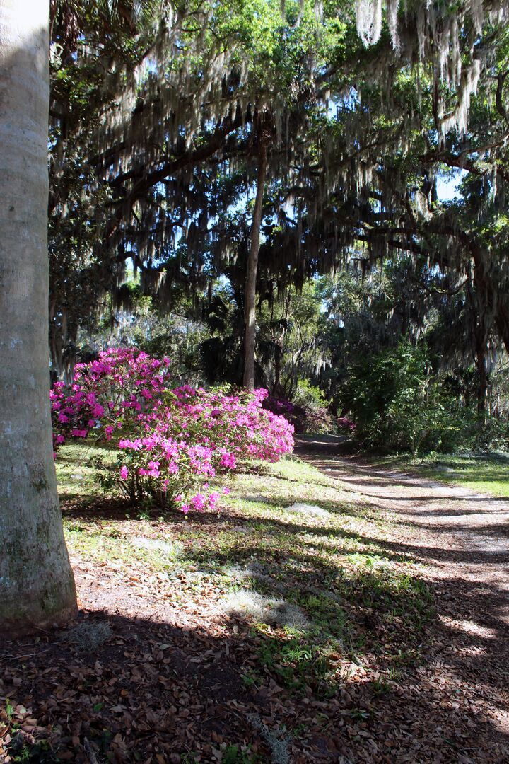 Chinsegut Azaleas