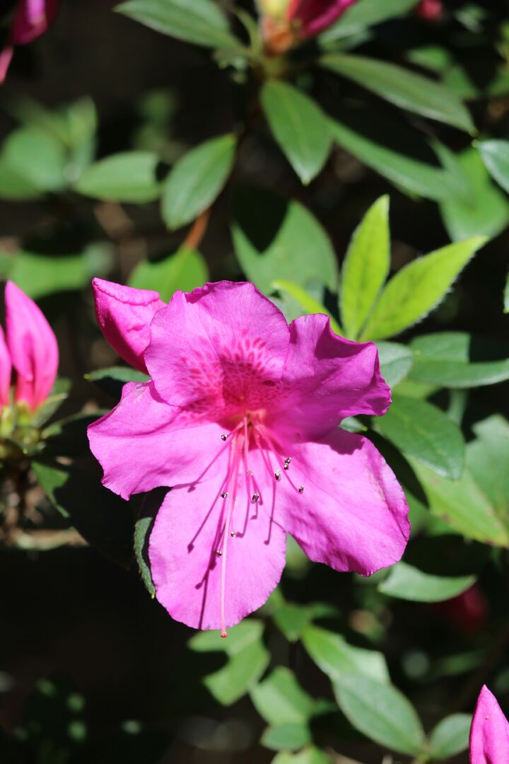 Chinsegut Azaleas