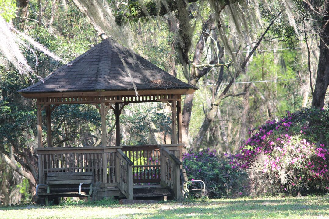 Chinsegut Azaleas