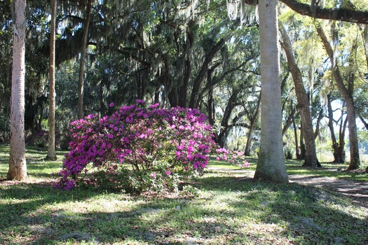 Chinsegut Azaleas