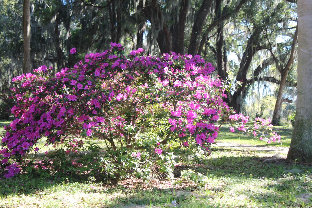 Chinsegut Azaleas
