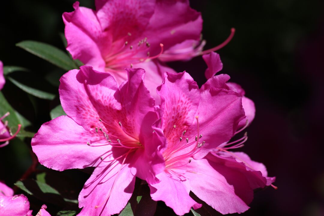 Chinsegut Azaleas