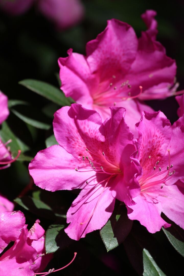 Chinsegut Azaleas