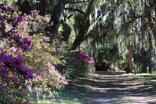 Chinsegut Azaleas