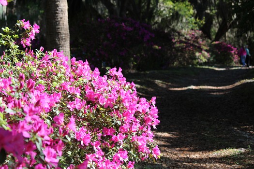 Chinsegut Azaleas