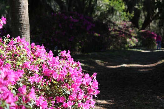 Chinsegut Azaleas