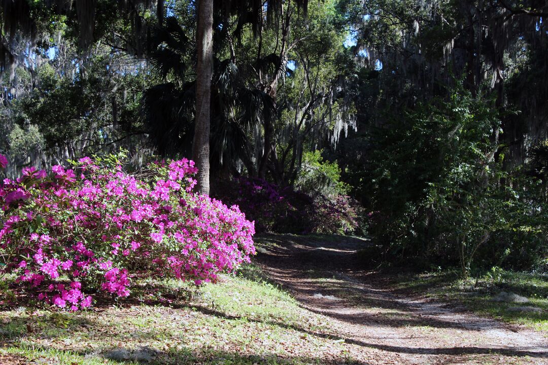 Chinsegut Azaleas