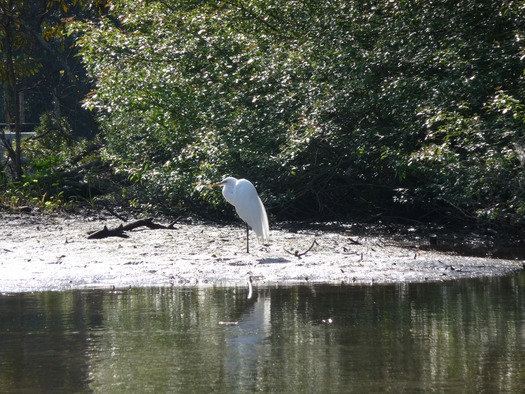 Great Egret on WW River