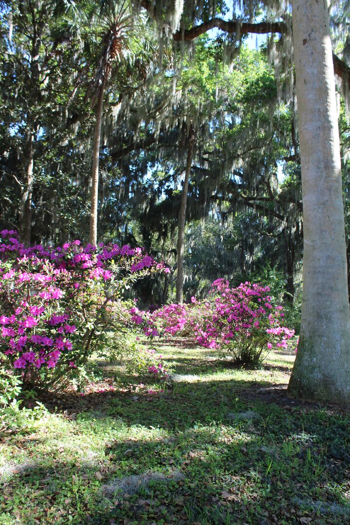 Chinsegut Azaleas