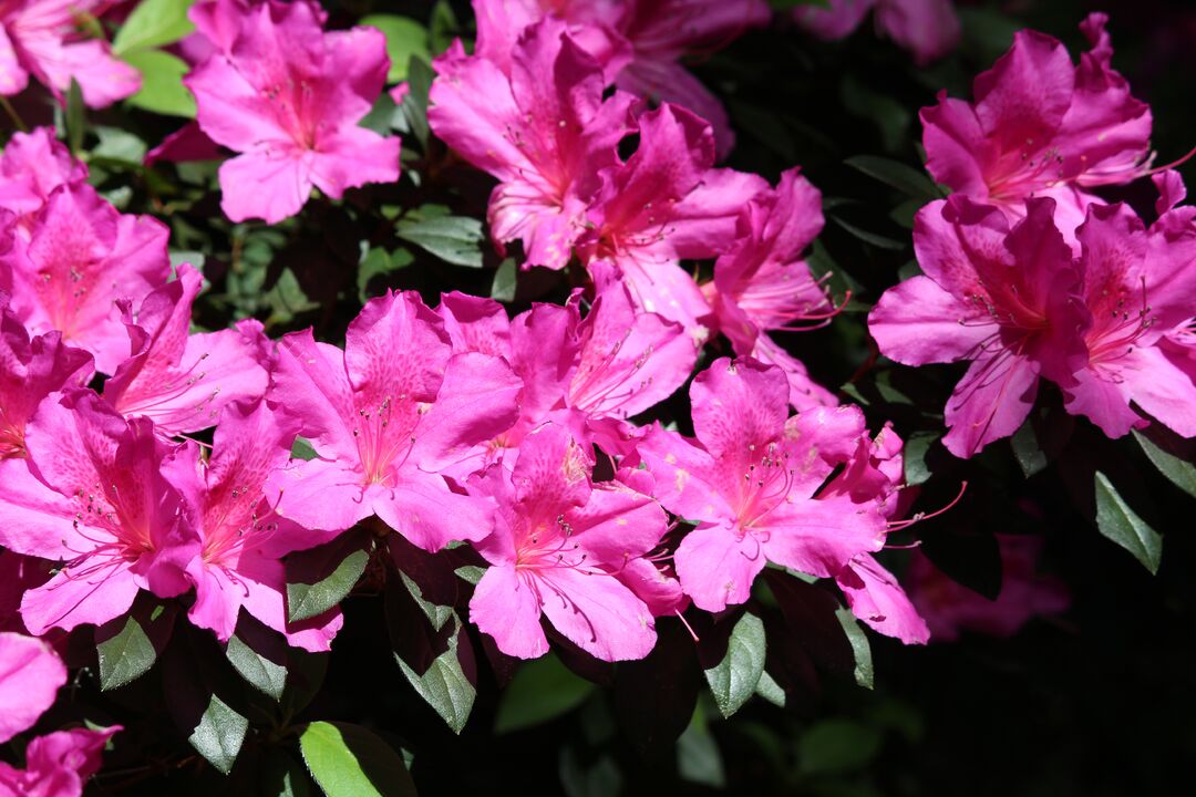 Chinsegut Azaleas