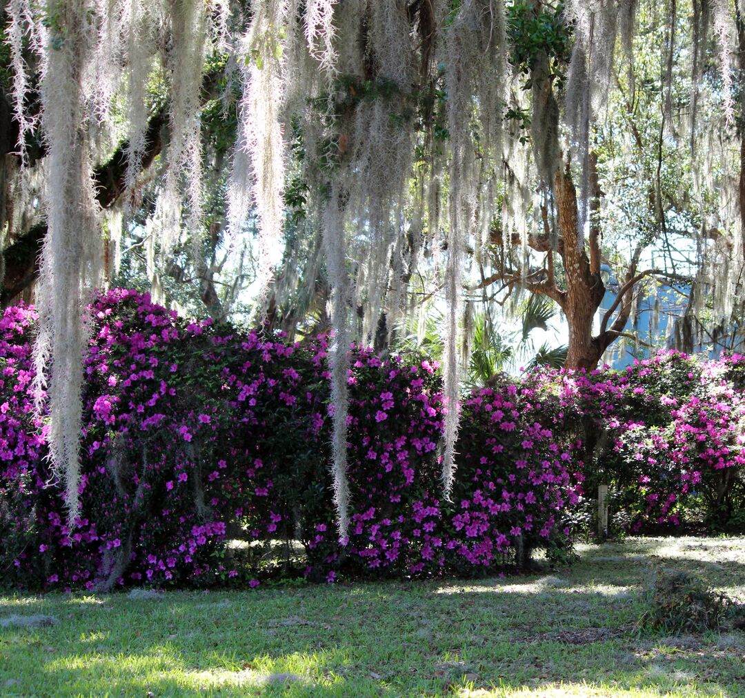 Chinsegut Azaleas