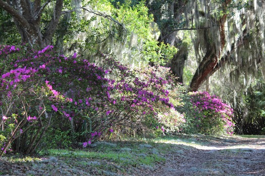 Chinsegut Azaleas