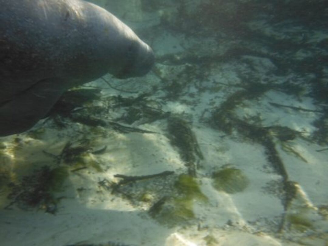 weeki wachee Manatee