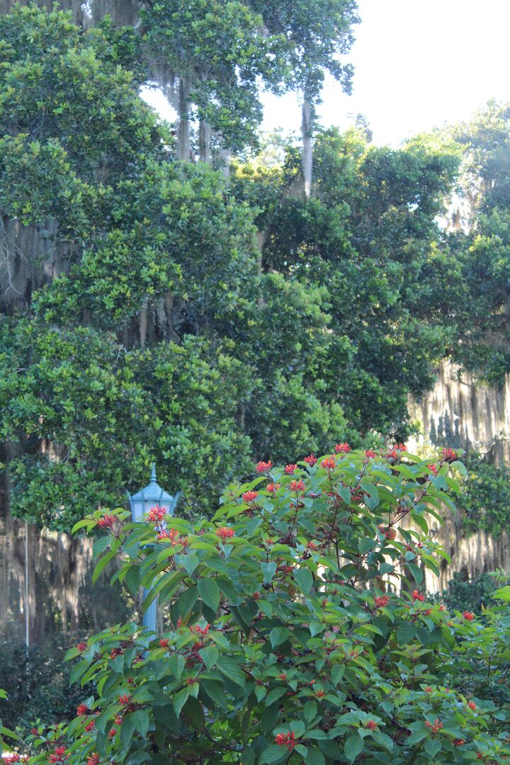 Chinsegut Trees