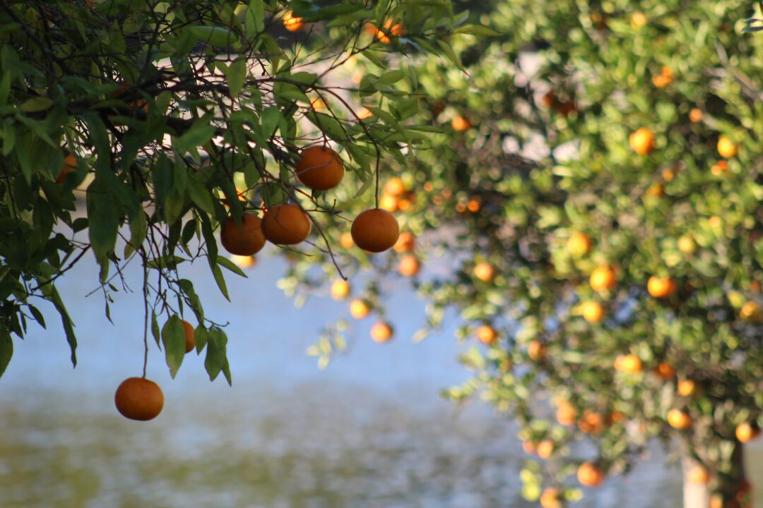 Orange Trees