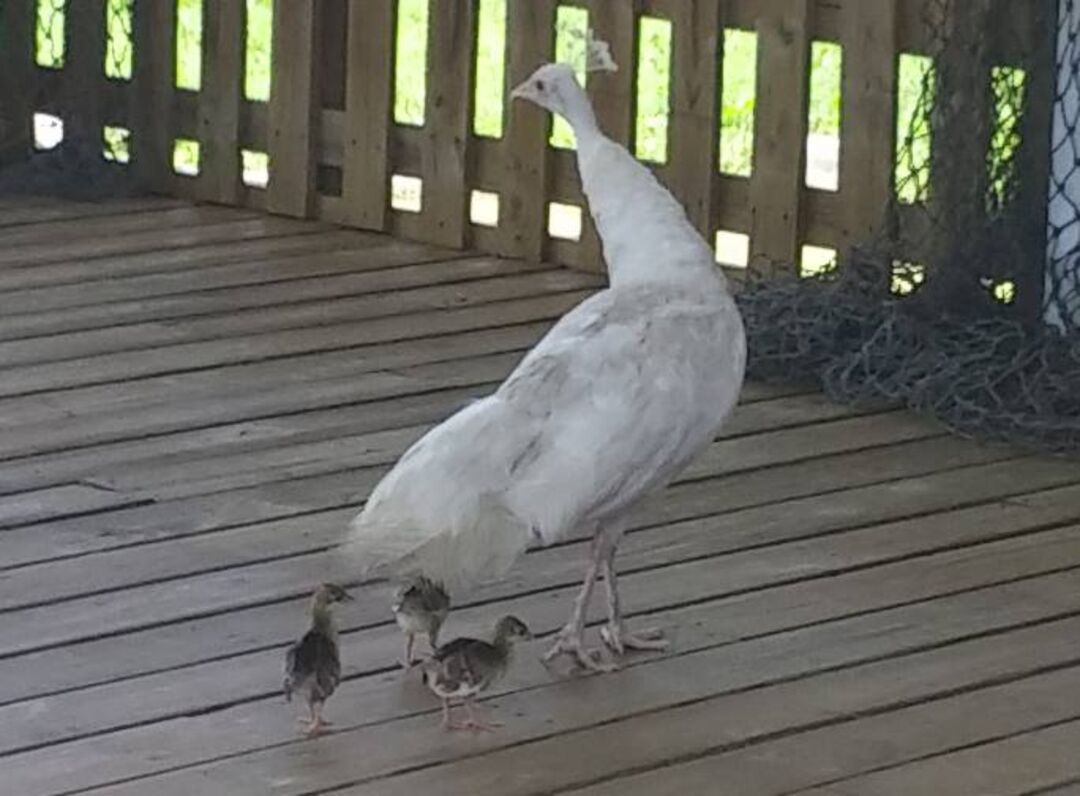 Peacock with Peachicks