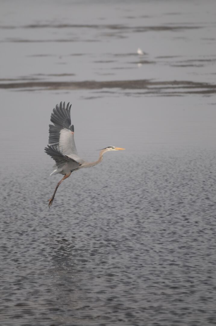 Wading bird