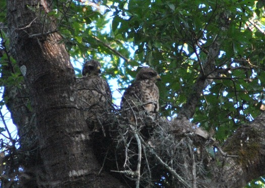 Watching for Mom  5-15-17