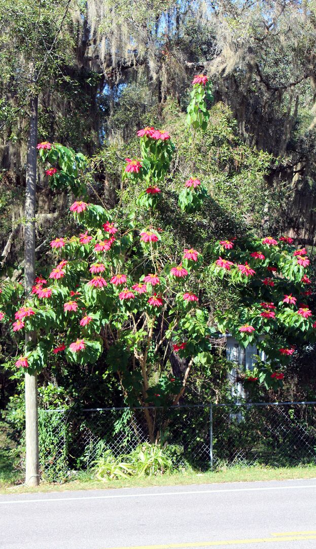 Orange Trees