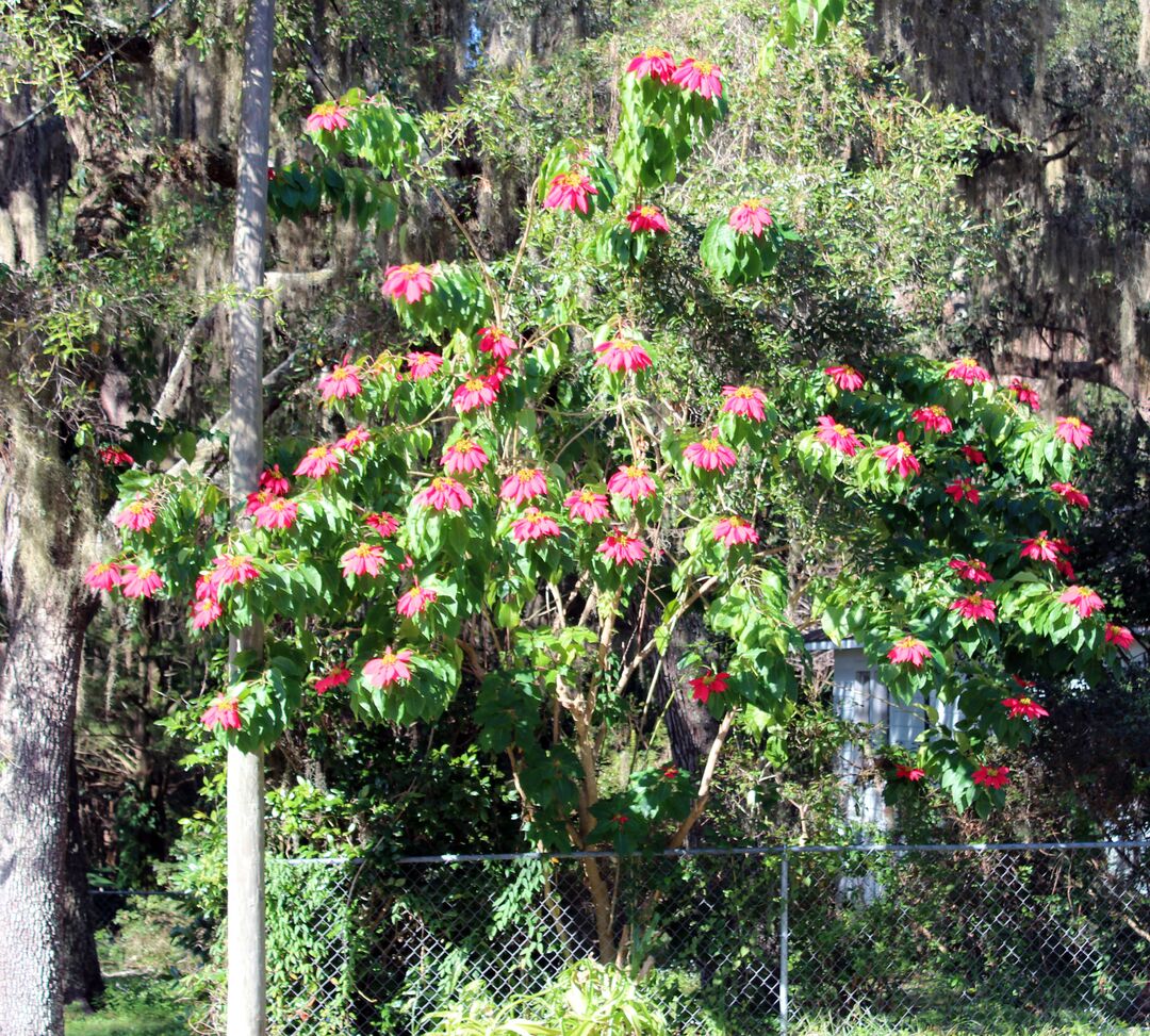 Orange Trees