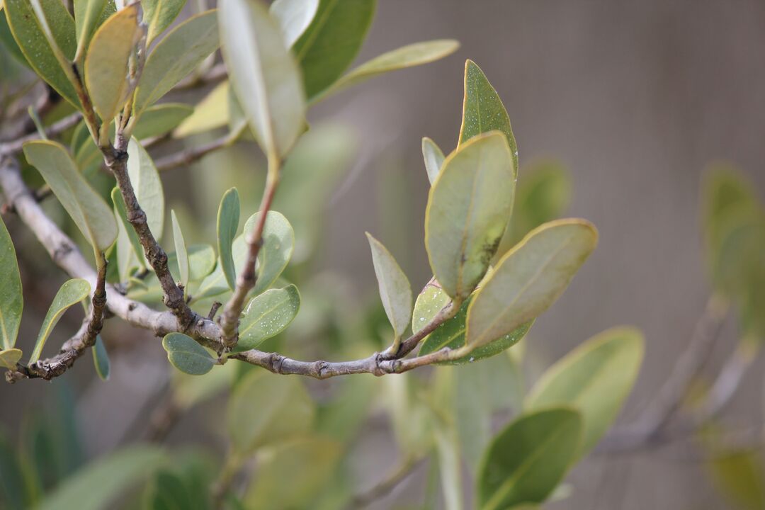 Orange Trees