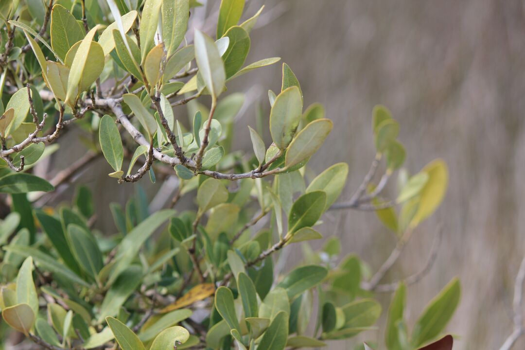 Orange Trees