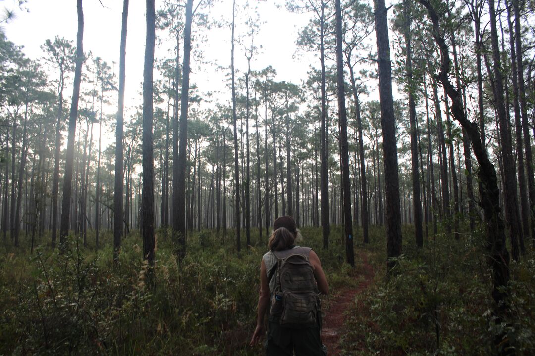 Hiker in Pine Forest