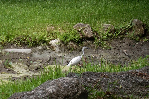 Snowy Egret at WWSSP