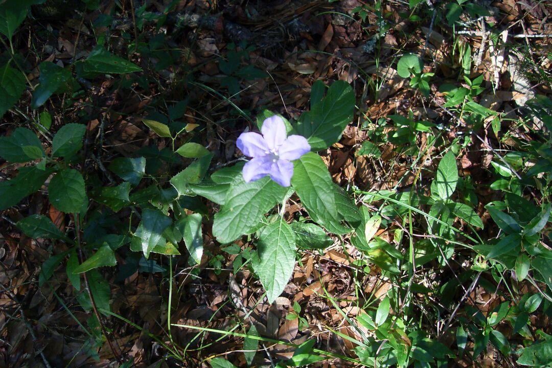 Wild Petunia