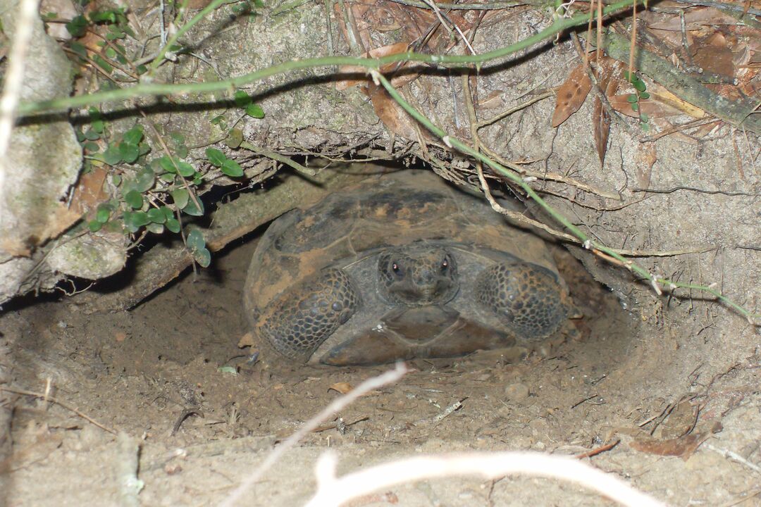 Gopher Tortoise