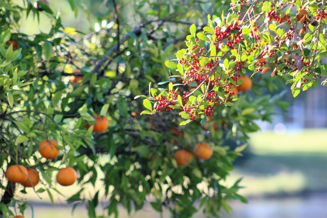 Orange Trees