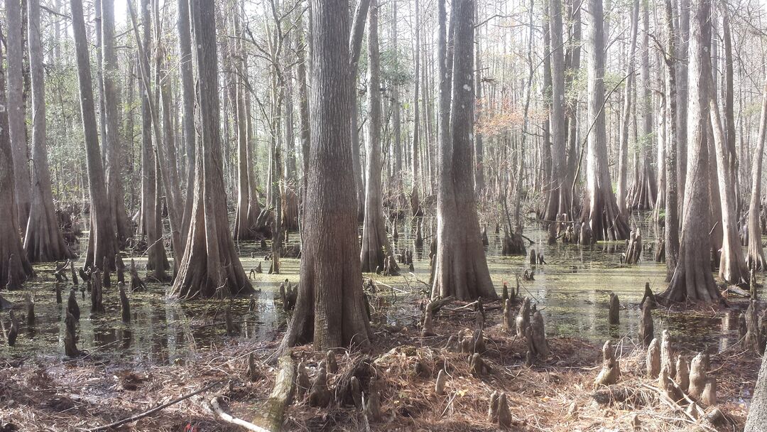 Cypress Lake Preserve, Ridge Manor