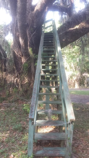 Weeki Wachee Preserve