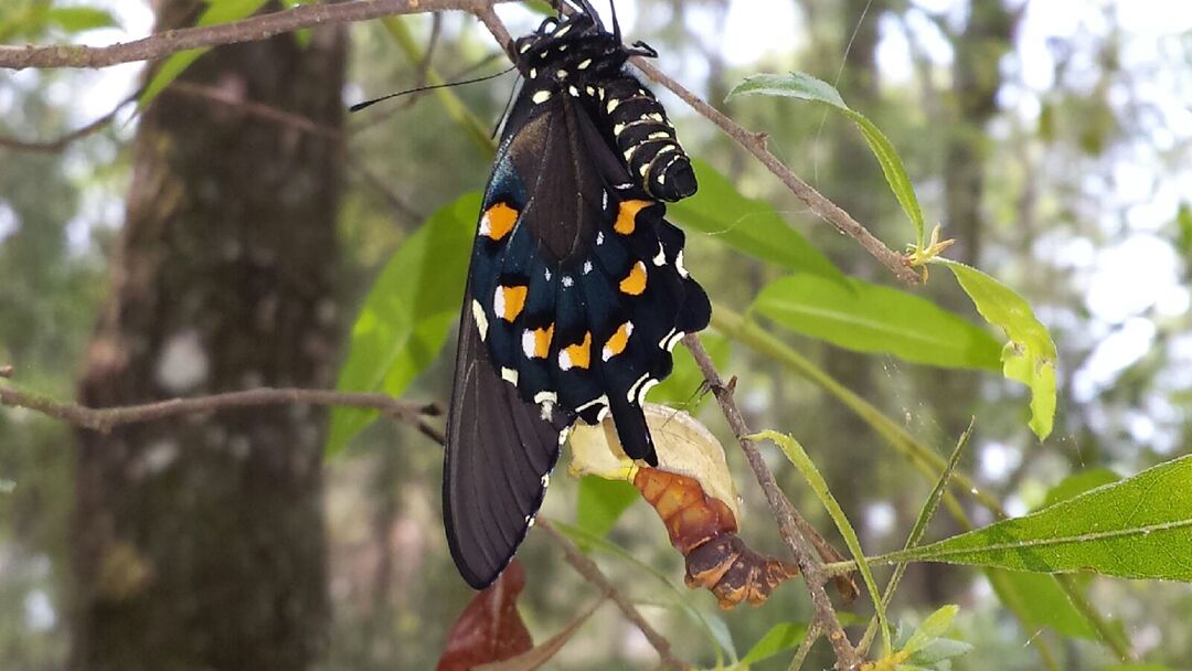 Pipevine Swallowtail with Chrysalis - Colleen Werner