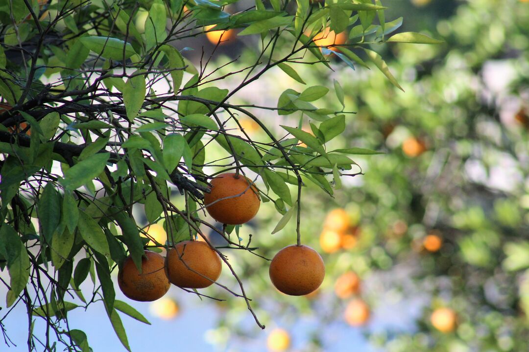 Orange Trees