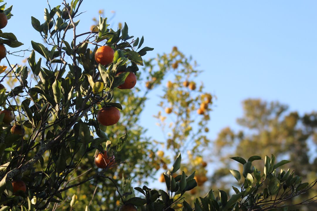 Orange Trees