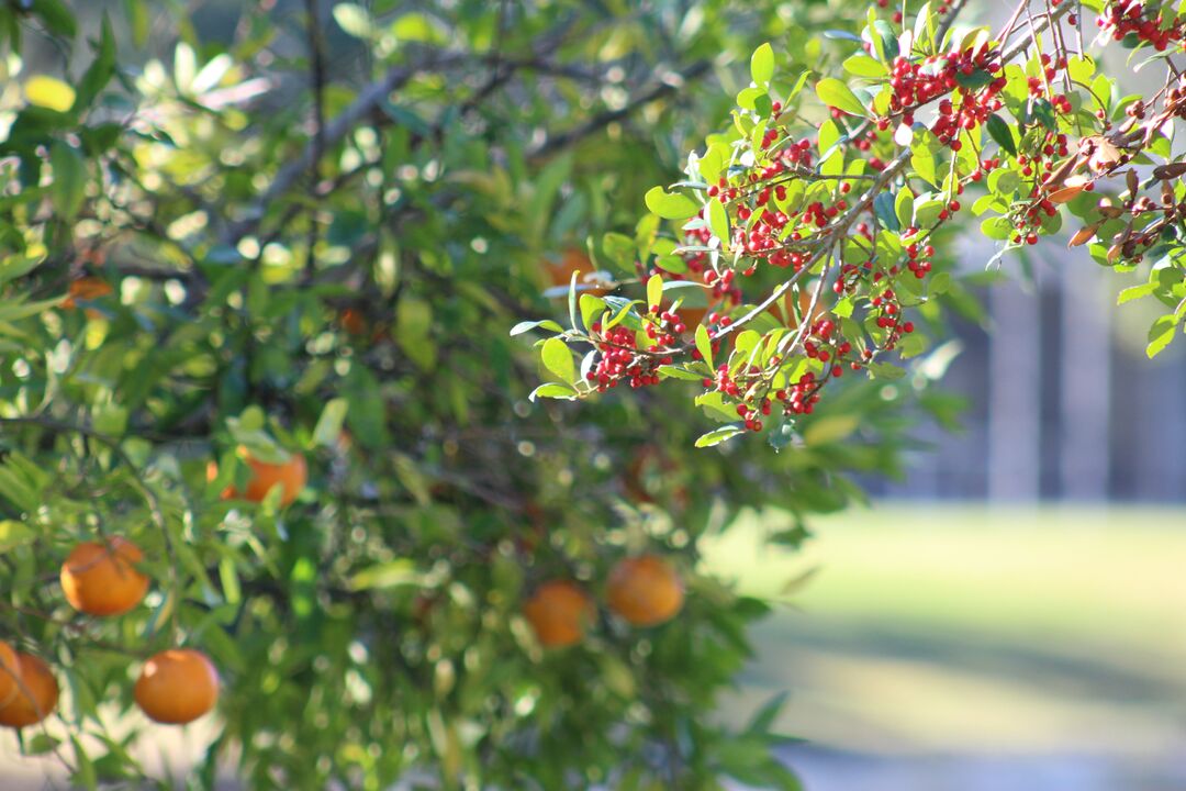 Orange Trees