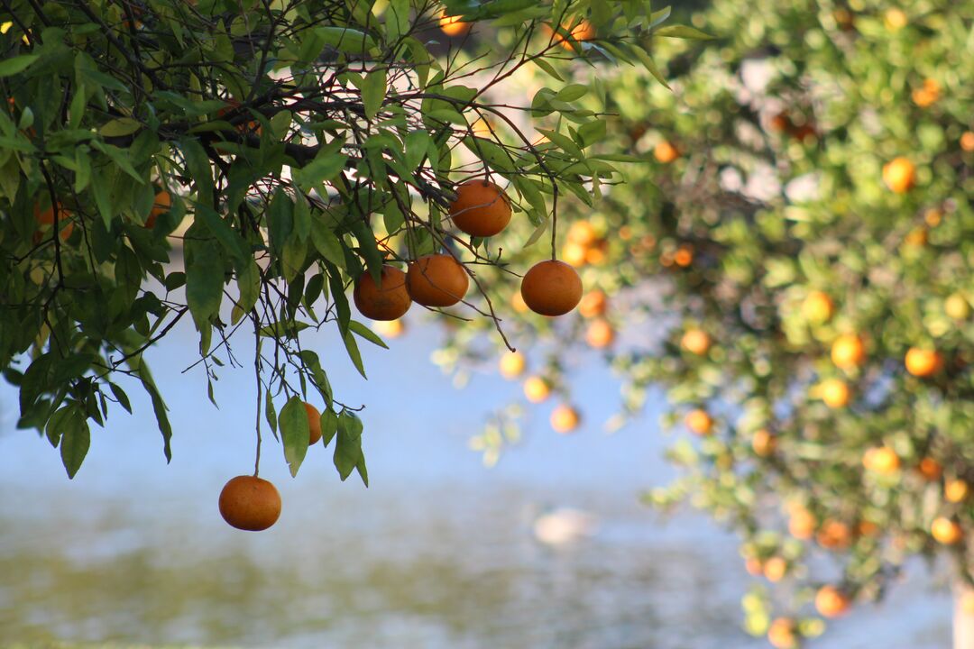 Orange Trees