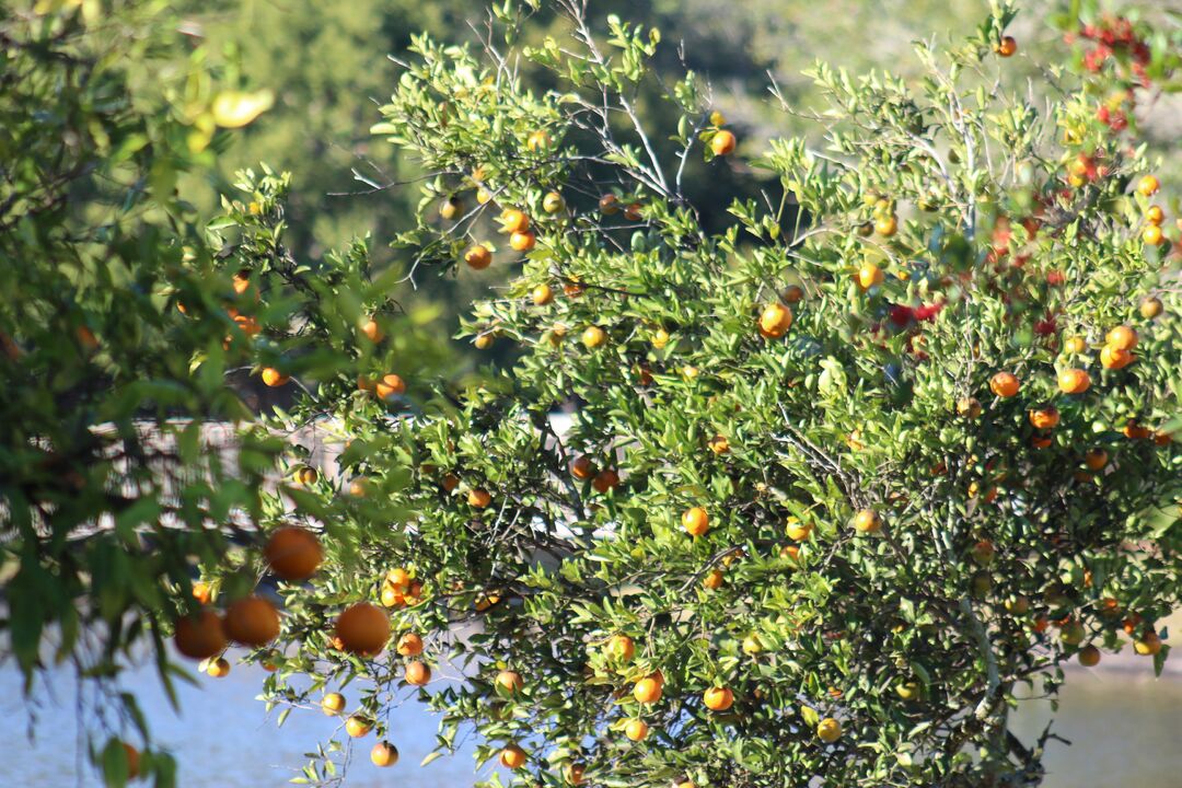 Orange Trees